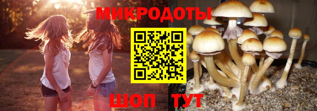 Зеленогорск  Псилоцибиновые грибы Psilocybine cubensis  Вход с VPN 